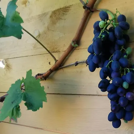 The Cherry - 'den Gule Svane' Near & Guest house Ronne