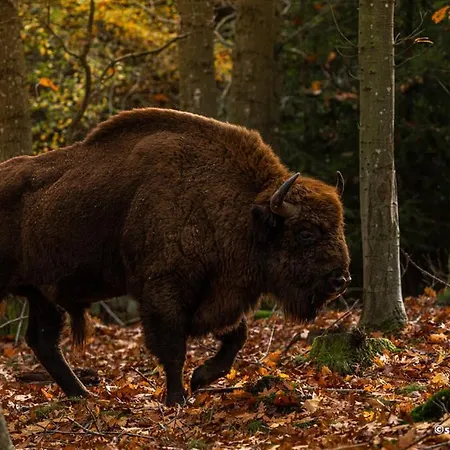 The Cherry - 'den Gule Svane' Near & Guest house