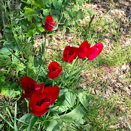 The Cherry - 'den Gule Svane' Near & Rønne