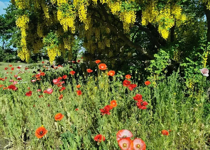 The Cherry - 'den Gule Svane' - Near & Πανσιόν 4*