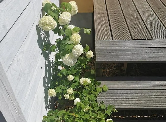 The Cherry - 'den Gule Svane' - Near & 4* Rønne